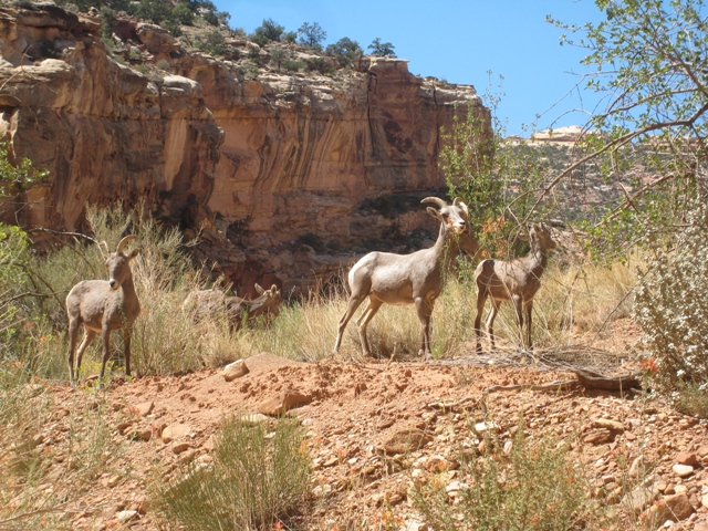 Desert Bighorn Sheep on the side of the road