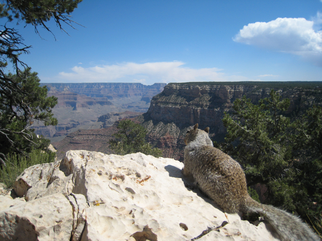 The view is so good, even the local squirrels stop to admire it…