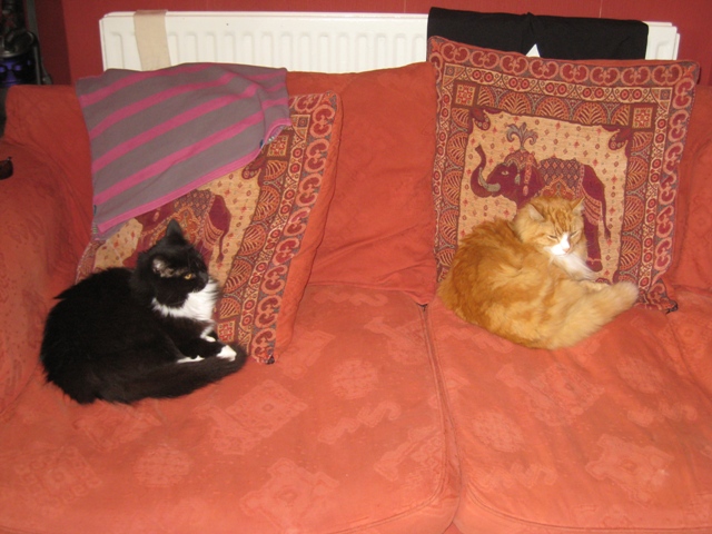 Heffy, on the left, and Spunky, on the right, relax in their new home