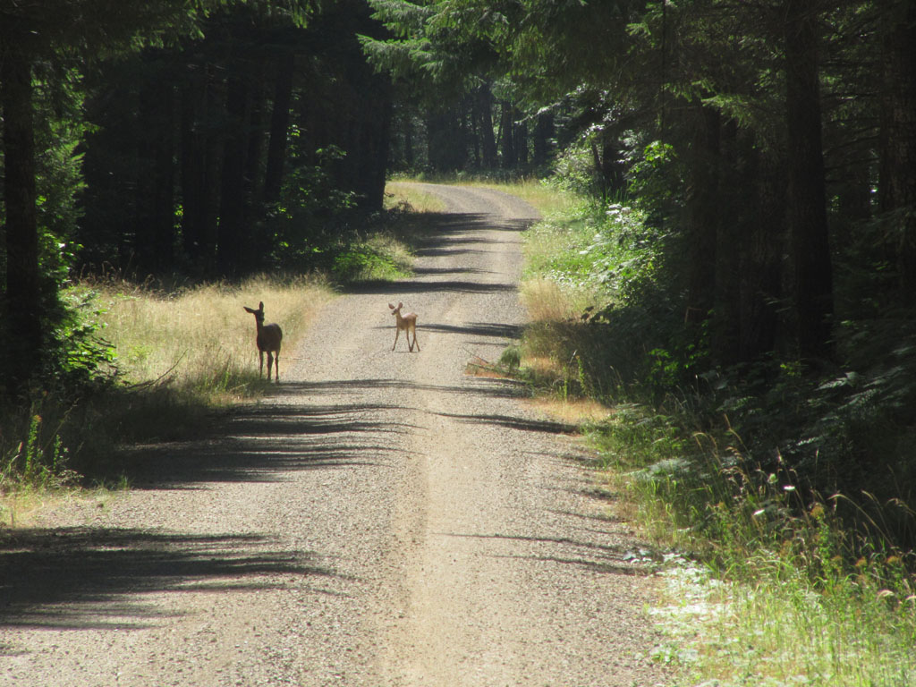 Deer grazing on the trail