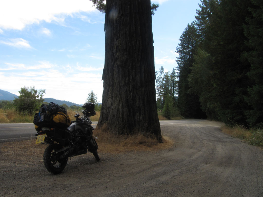 My bike and a redwood
