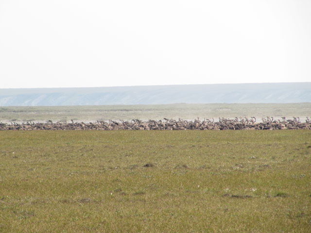 The herd of caribou