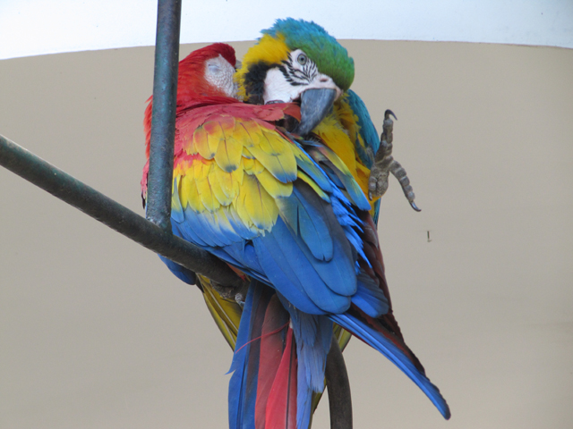 Colourful parrots at the hotel...