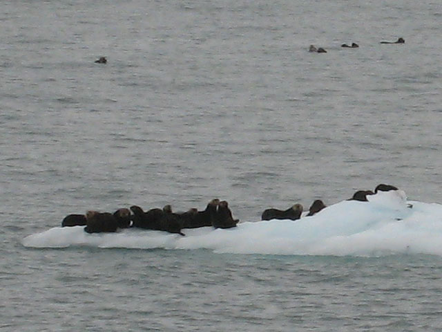 Sea Otters, enjoying a laze about on the ice...