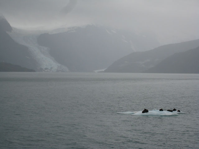 Looking back up the sound to the glaciers at the head
