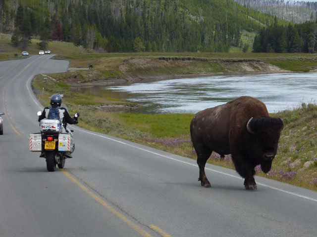 Paul gives the bison some room...