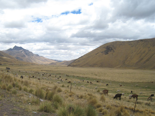 Alpaca on the altiplano...