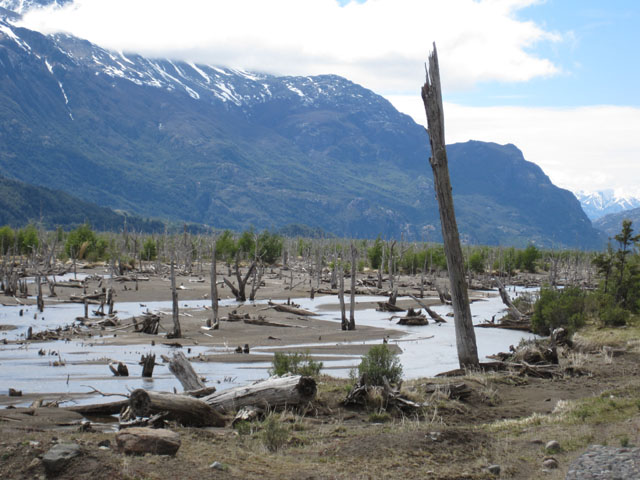 Dead forest, Patagonia...