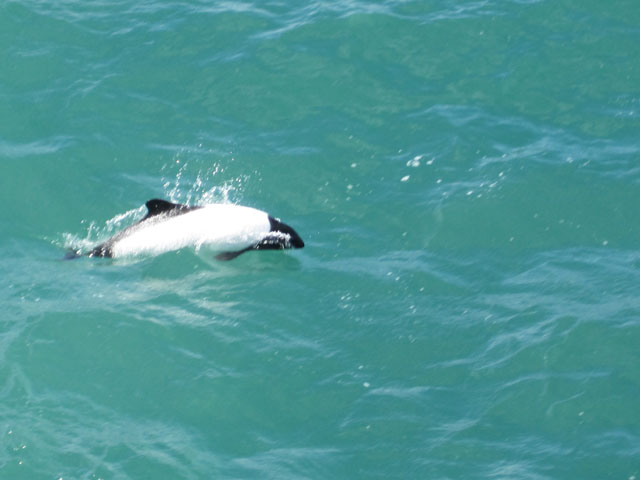 Commerson's Dolphin playing...